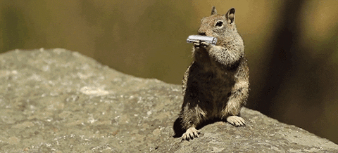 Squirrel Harmonica GIF