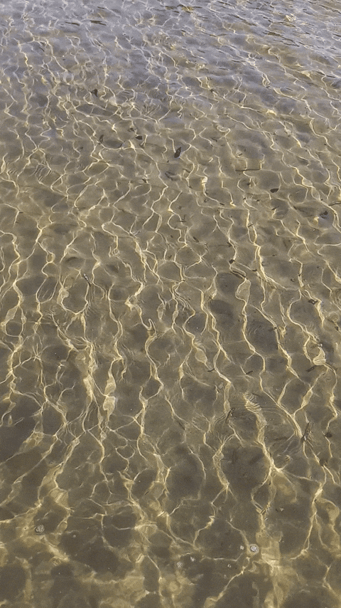 Simongip giphyupload GIF