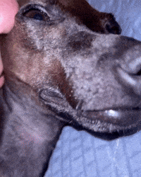 JangDaeHyeon italian greyhound 반달이 아이쥐 이탈리안그레이하운드 GIF