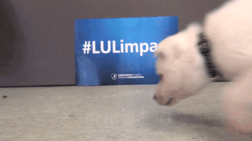 lulimpact GIF by Laurentian University