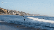 Climate Change Swimming GIF by PBS Digital Studios