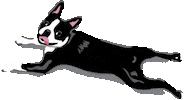 Fetch Boston Terrier Sticker by Vera Bradley
