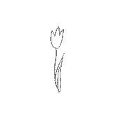 norsolya_design flower tulip virag tulipan Sticker