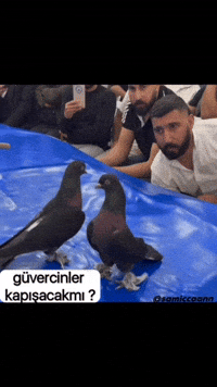 Musa Takla GIF