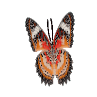 Orange Flying Sticker