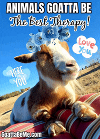 Pet Dogs Goats GIF by Goatta Be Me Goats! Adventures of Java, Toffee, Pumpkin and Cookie!