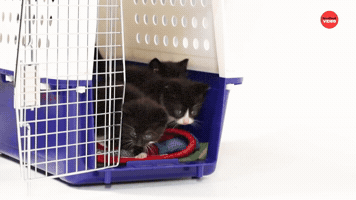 Kittens And Puppies Meet For The First Time