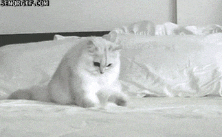 cat beds GIF by Cheezburger