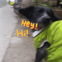 Dog Hello GIF