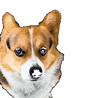 Dog Corgi Sticker