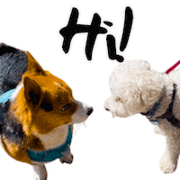 Corgi Hello Sticker