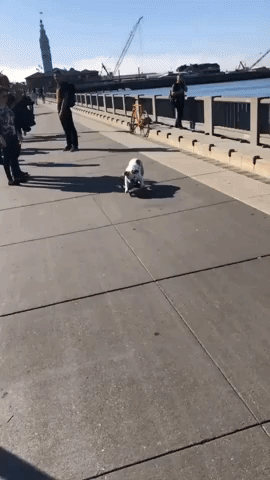 Dog Turns Into Thief to Get His Skateboard Kicks