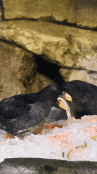 Nom Nom Eating GIF by Monterey Bay Aquarium