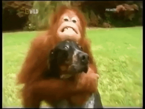 marie-adelecopin giphyupload GIF