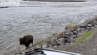 Bison and Babies Cross the River