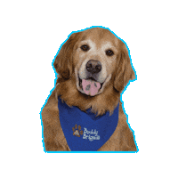 Golden Retriever Dog Sticker by Children's Hospital of The King's Daughters