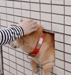 shiba inu GIF