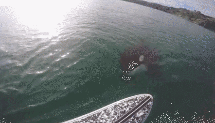 killer whale GIF