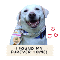 Happy Dog Sticker by Pawssion Project Foundation Inc.