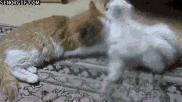 cat goats GIF by Cheezburger