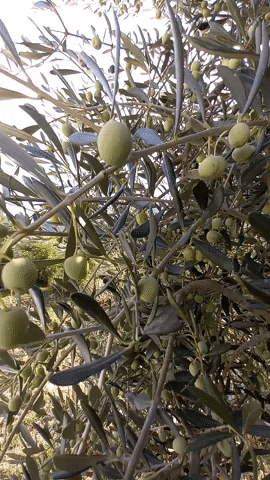 Simongip giphyupload GIF