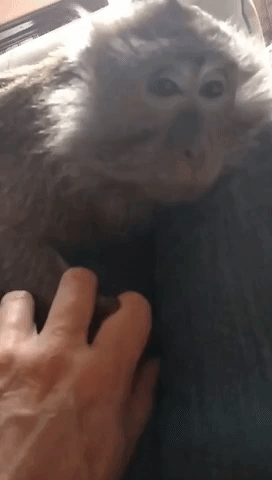 Monkey Holds Hands With Human as She Falls Asleep
