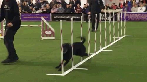 westminster dog show dogs GIF by Westminster Kennel Club