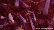marine life wildlife GIF by KQEDScience