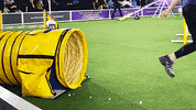 Westminster Dog Show Dogs GIF by Westminster Kennel Club