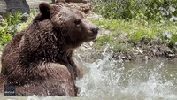 Great Big Bear Takes a Refreshing Dip at New York Wildlife Sanctuary