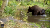Bathing Bear Scratches Itch in South Lake Tahoe