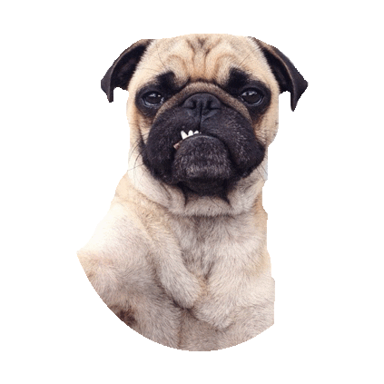 Attitude Pug Sticker by imoji