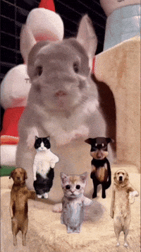 Chinchilla Sue GIF