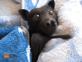 'One More Round Please!' Thirsty Bat Can't Get Enough of Blackcurrant Juice