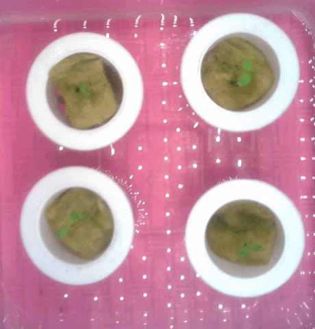 abdulrahmanbinmahfuth giphygifmaker GIF