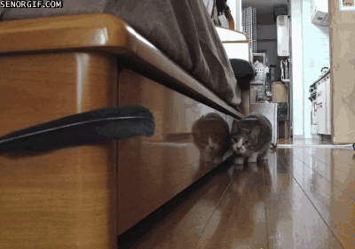 cat trolling GIF by Cheezburger
