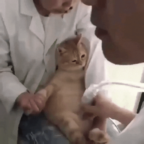 likedhu giphyupload cat survey GIF