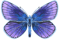 Illustration Butterfly Sticker