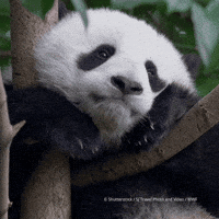 St Valentin Dreaming GIF by WWF-Belgium