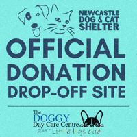 Ddcc GIF by The Doggy Day Care Centre Ltd.