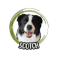 Border Collie Scotch Sticker by Asilo per cani Dog'sMind