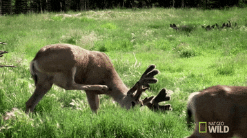 nat geo wild yukon vet GIF by Dr. Oakley, Yukon Vet