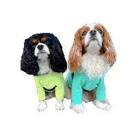 Cavalierkingcharlesspaniel Sticker