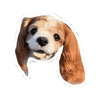 Dog Sticker
