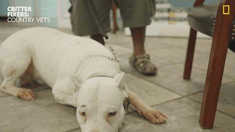National Geographic Vet GIF by Nat Geo Wild