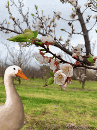 Pamela Chougne GIF
