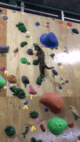 cuteanimalland giphyupload GIF