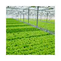 Hydroponic Sticker by Naples Fresh