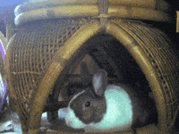 bunny GIF