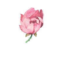 LilitS art flower drawing watercolor Sticker